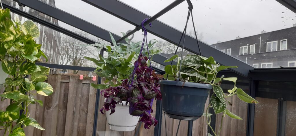 tomatenbuis met hangplanten